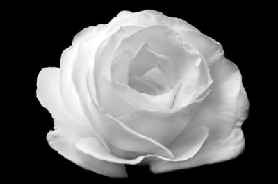 White Rose